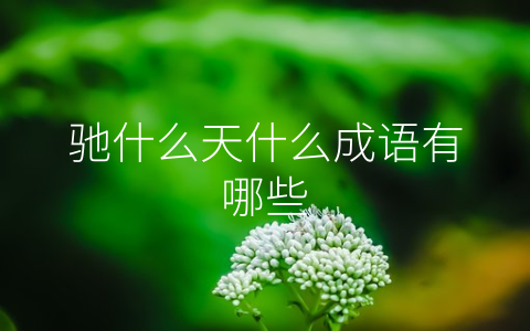 驰什么天什么成语有哪些
