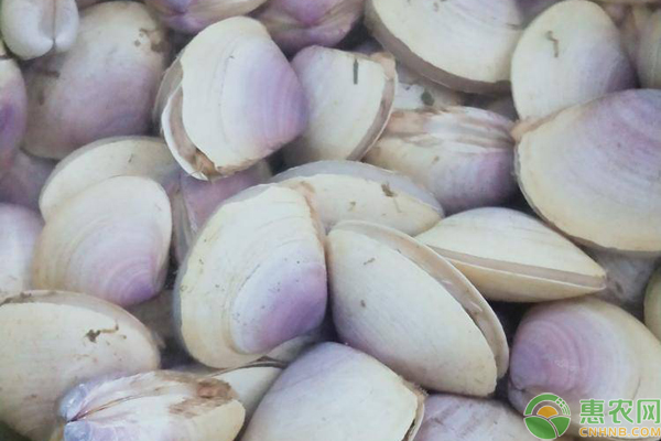 贵妃贝又叫什么