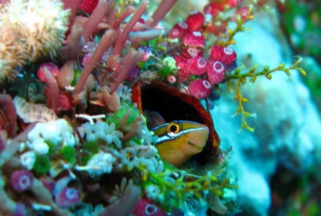 需要注意的7种小珊瑚礁是什么(珊瑚礁科普知识)图1