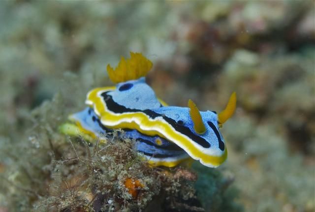 需要注意的7种小珊瑚礁是什么(珊瑚礁科普知识)图2