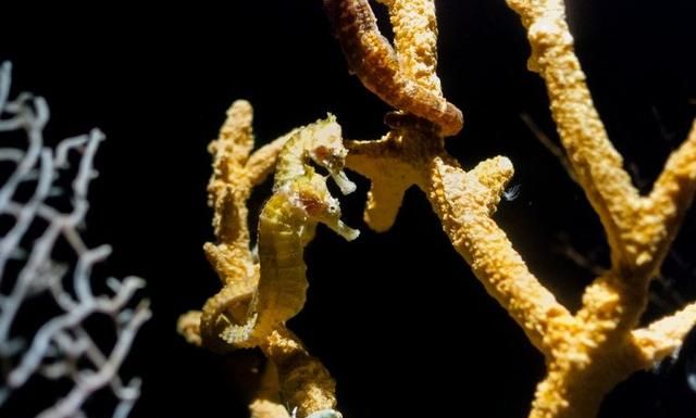 需要注意的7种小珊瑚礁是什么(珊瑚礁科普知识)图3