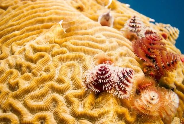 需要注意的7种小珊瑚礁是什么(珊瑚礁科普知识)图4