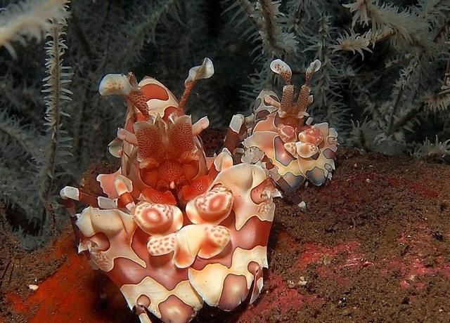 需要注意的7种小珊瑚礁是什么(珊瑚礁科普知识)图5