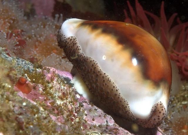 需要注意的7种小珊瑚礁是什么(珊瑚礁科普知识)图6