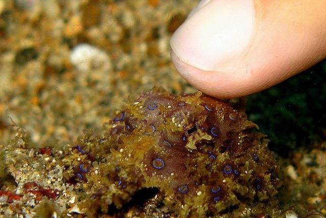 需要注意的7种小珊瑚礁是什么(珊瑚礁科普知识)图7