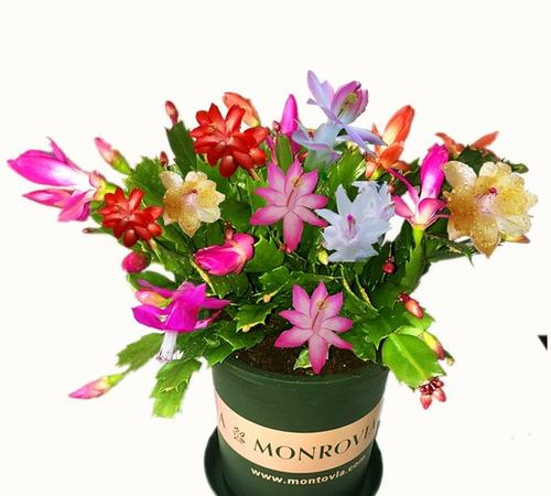 真假蟹爪兰如何识别 真假蟹爪兰图片对比