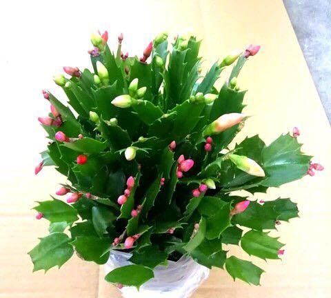 真假蟹爪兰如何识别(真假蟹爪兰图片对比)图2