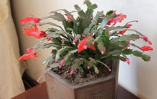 真假蟹爪兰如何识别(真假蟹爪兰图片对比)图3