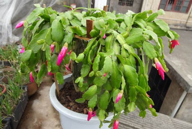 真假蟹爪兰如何识别(真假蟹爪兰图片对比)图4