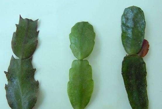 真假蟹爪兰如何识别(真假蟹爪兰图片对比)图5