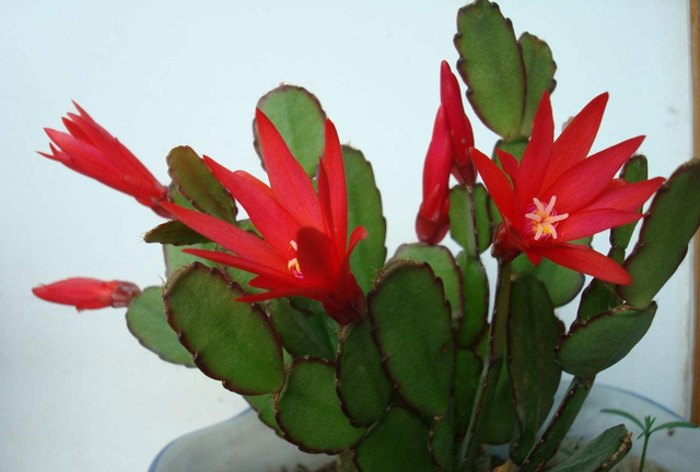 真假蟹爪兰如何识别(真假蟹爪兰图片对比)图6