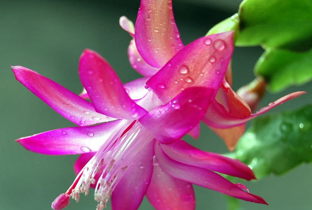 真假蟹爪兰如何识别(真假蟹爪兰图片对比)图7