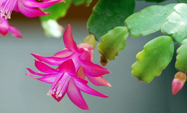 真假蟹爪兰如何识别(真假蟹爪兰图片对比)图8