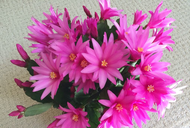 真假蟹爪兰如何识别(真假蟹爪兰图片对比)图9