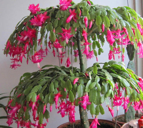 真假蟹爪兰如何识别(真假蟹爪兰图片对比)图10