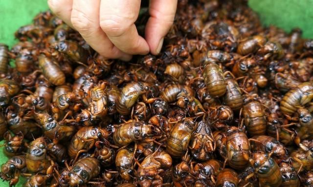 金蝉养殖条件与种植方法