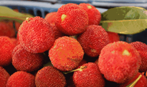 杨梅里真的有虫子吗 吃杨梅前一定要知道的3个真相