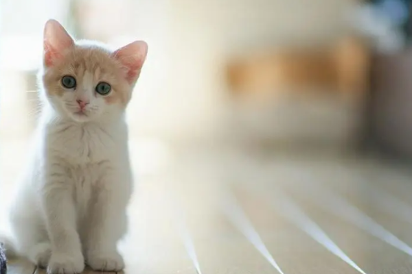 怎么确定猫认主人了？