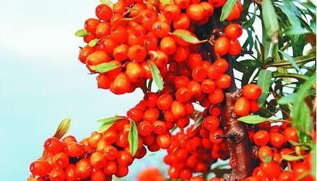 沙棘酒53度多少钱一瓶 茅台沙棘酒53度多少钱一瓶