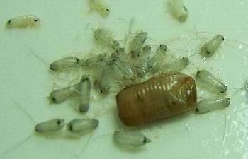 德国小蠊蟑螂生长形态 如何清除德国小蠊蟑螂