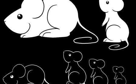 老鼠的习性，想快速灭老鼠，从掌握老鼠的习性开始图1