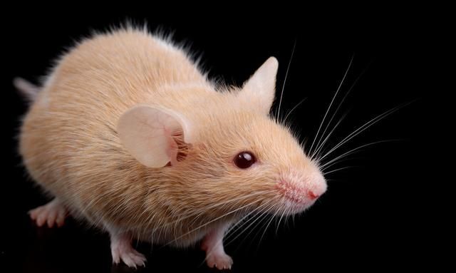 老鼠的习性，想快速灭老鼠，从掌握老鼠的习性开始图2