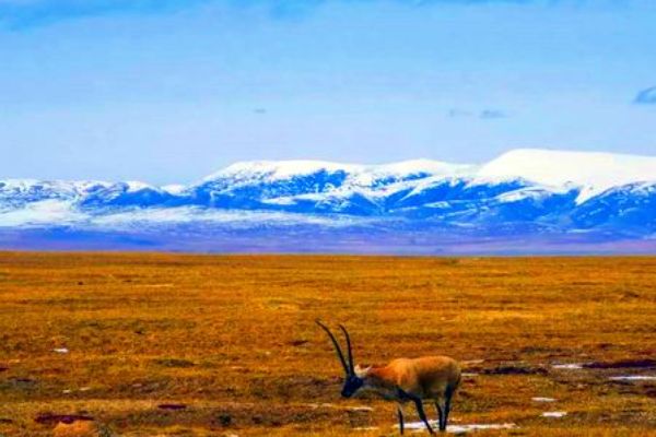 可可西里是啥地方