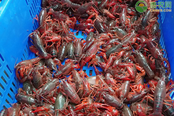 小龙虾怎么清洗和处理虾线