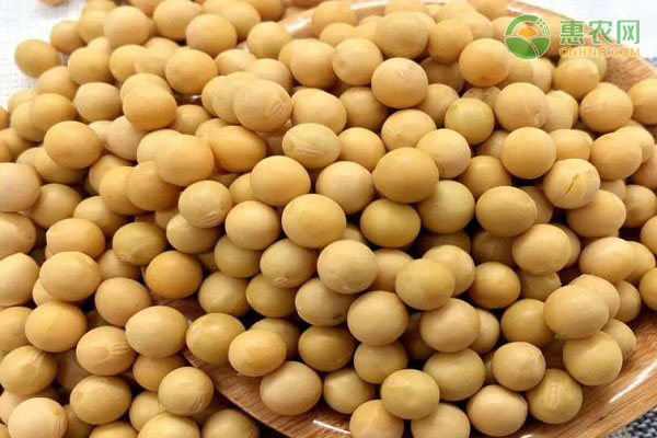 毛豆和黄豆是同一种东西吗 有什么区别