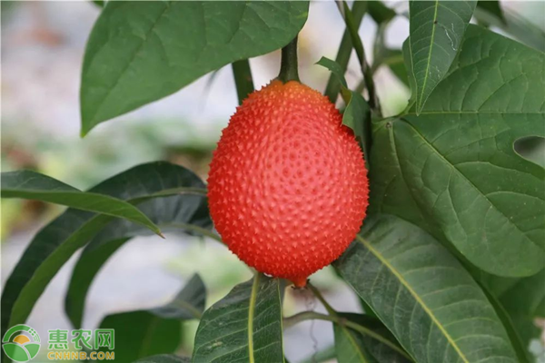 木鳖果产地分布在哪 怎么食用