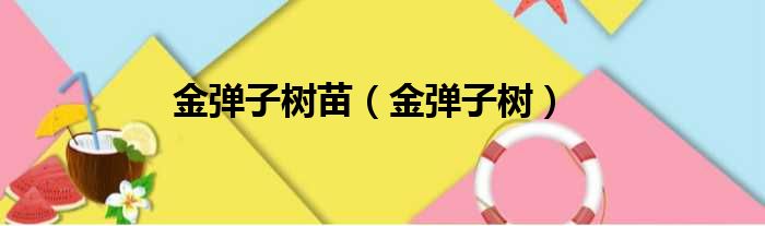 金弹子树苗 金弹子树