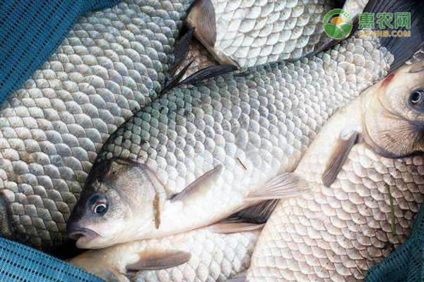大板鲫是什么鲫鱼 什么时候钓好