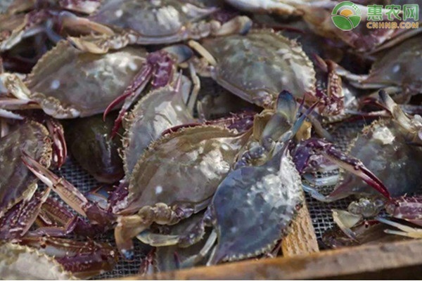 红膏蟹和梭子蟹的区别在哪