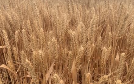 美食面粉可以做哪些美食(没有酵母面粉可以做什么简单美食)图3