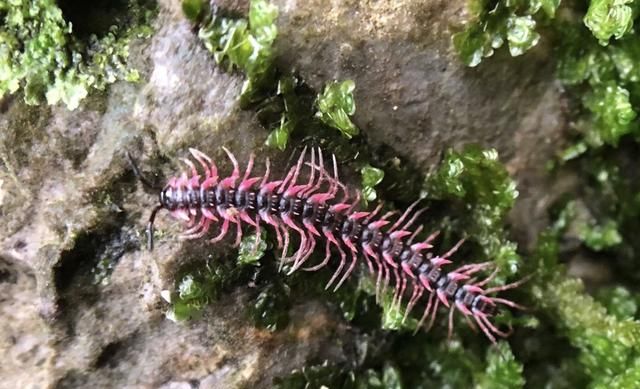 蜈蚣和钱串子是一种动物吗(蚰蜒和钱串子以及蜈蚣有什么差别)图2