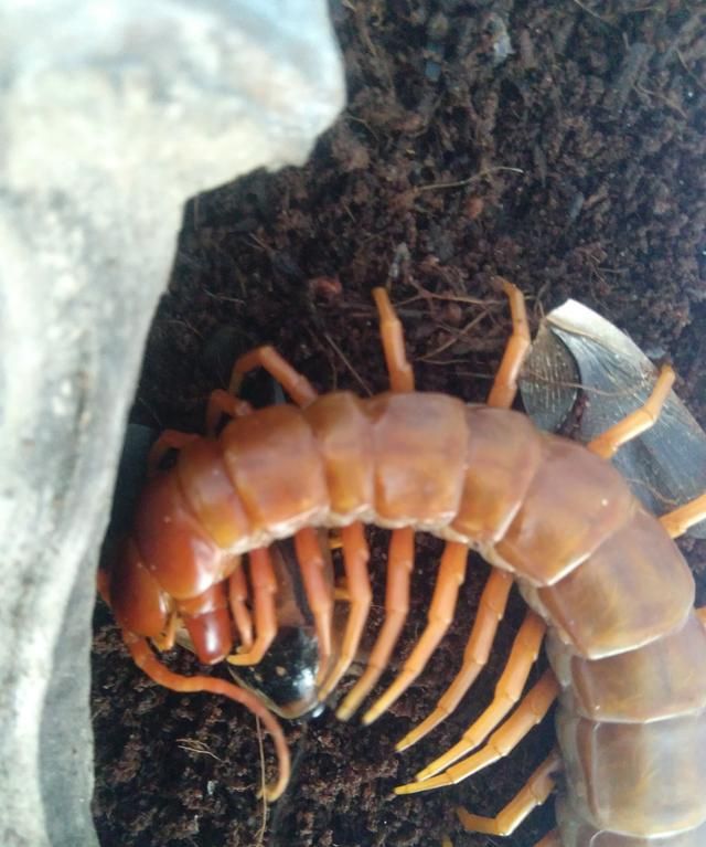 蜈蚣和钱串子是一种动物吗(蚰蜒和钱串子以及蜈蚣有什么差别)图3