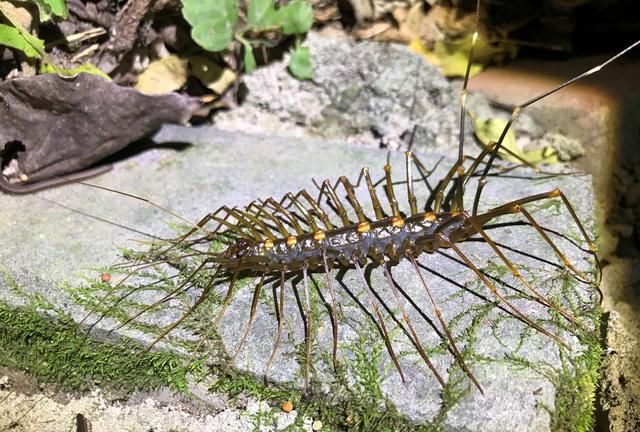 蜈蚣和钱串子是一种动物吗(蚰蜒和钱串子以及蜈蚣有什么差别)图5