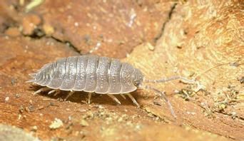 蜈蚣和钱串子是一种动物吗(蚰蜒和钱串子以及蜈蚣有什么差别)图6