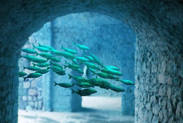 深海鱼的知识 深海鱼知识