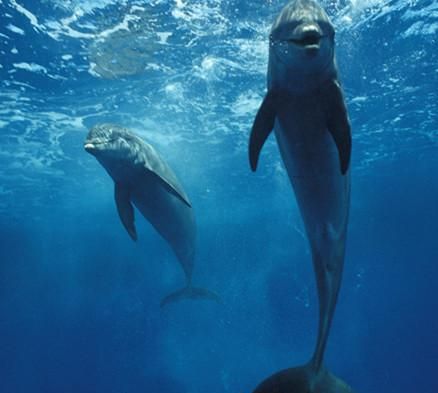 深海鱼的知识,深海鱼知识图2