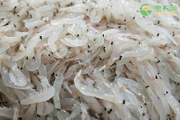 毛虾苗的原产地在哪 毛虾有什么特征