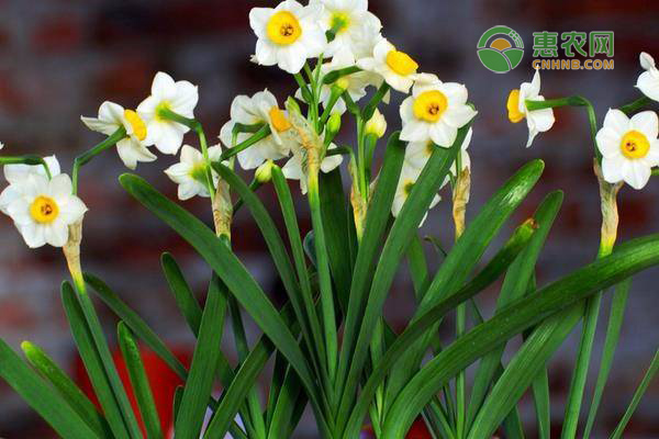 水仙花的原产地在哪 什么季节开花