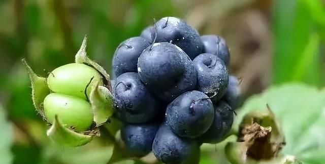 莓果的营养价值,洋莓果是什么水果图6