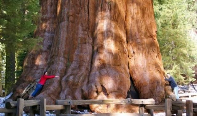 地球上可能存在的最大生物是什么