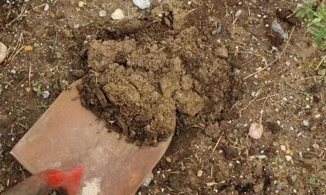 土壤里有蚯蚓对植物好吗 盆栽土里有蚯蚓对植物有影响吗