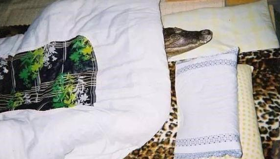 男子跟鳄鱼生活20年(日本有鳄鱼吗)图5