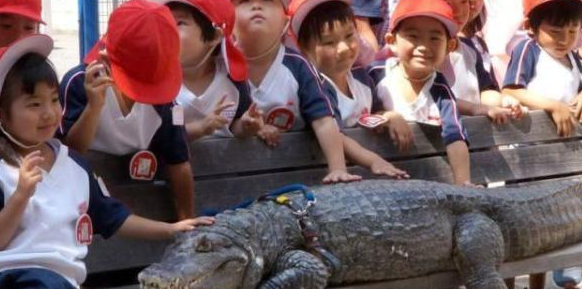 男子跟鳄鱼生活20年(日本有鳄鱼吗)图6