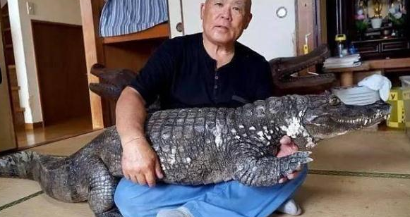 男子跟鳄鱼生活20年(日本有鳄鱼吗)图8