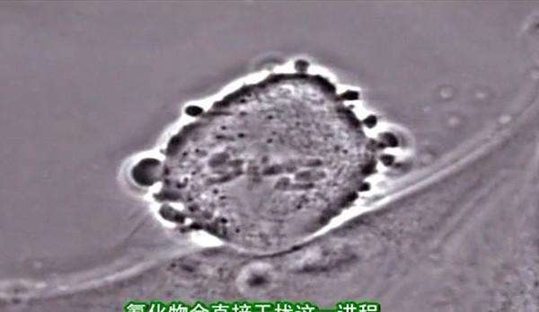 氰化物中毒的原理是什么