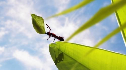 黑色身体长有翅膀的蚂蚁是什么蚂蚁